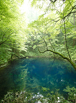 [夏] 白神山地(十二湖青池)