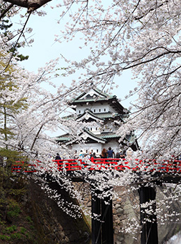 [Spring] Hirosaki Hirosaki Castle (Cherry Blossom Festival)