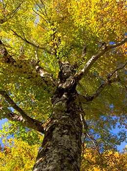 [Autumn] Autumn leaves (The lush green of summer is also recommended)