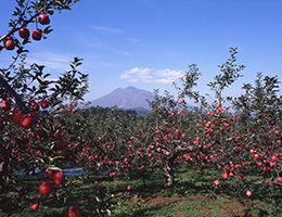 [Autumn] Hirosaki Apple Farm (Having a go at harvesting is also recommended)