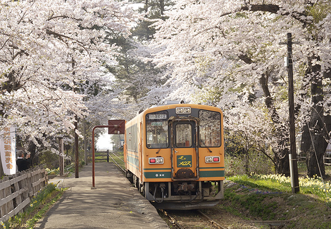 芦野公園の桜