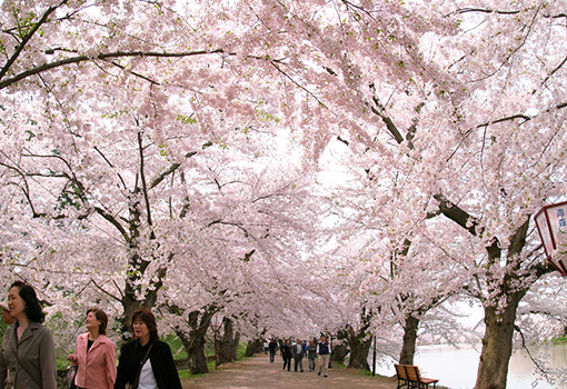 弘前公園桜まつり