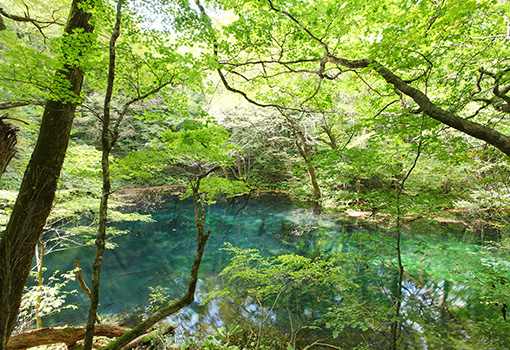 十二湖の新緑