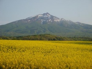 菜の花