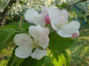 りんごの花